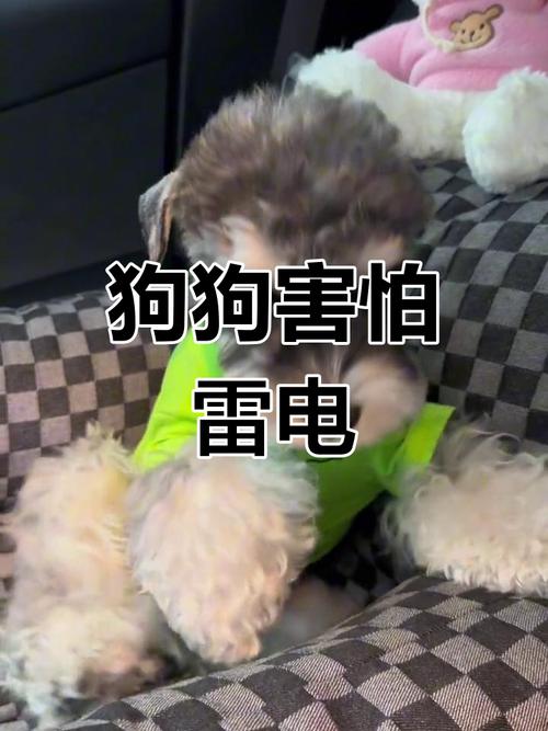狗狗害怕打雷怎么办_狗狗怕打雷一直打颤怎么办-第5张图片-后鲨宠物 狗狗害怕打雷怎么办_狗狗怕打雷一直打颤怎么办-第5张图片-后鲨宠物