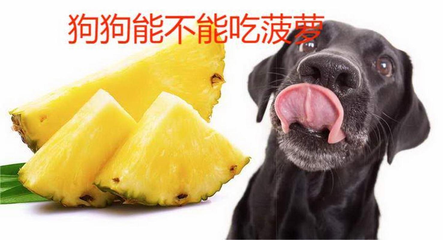 小狗狗可以吃菠萝吗,小狗狗可以吃菠萝吗为什么?-第2张图片-后鲨宠物 小狗狗可以吃菠萝吗,小狗狗可以吃菠萝吗为什么?-第2张图片-后鲨宠物