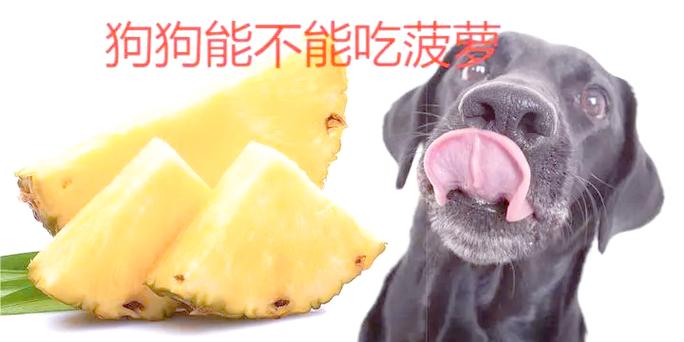  狗狗可以吃梨么，狗狗可以吃梨么?-第2张图片-后鲨宠物