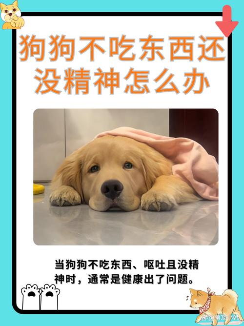 狗狗几天不吃饭怎么办,狗狗几天不吃饭是怎么回事?-第5张图片-后鲨宠物 狗狗几天不吃饭怎么办,狗狗几天不吃饭是怎么回事?-第5张图片-后鲨宠物
