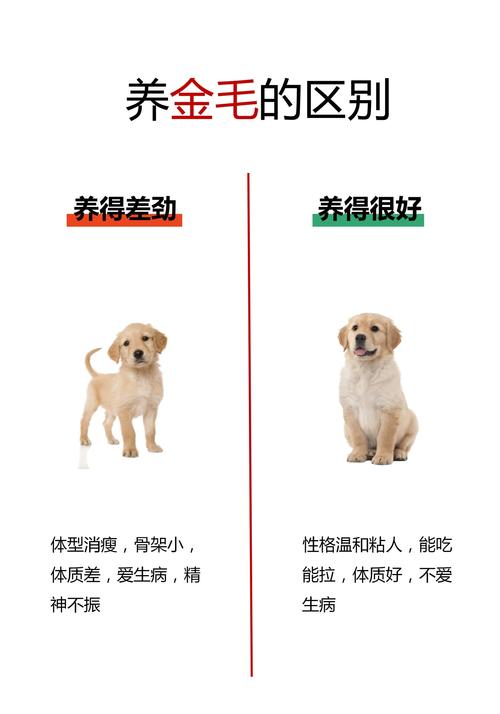 狗狗几天不吃饭怎么办,狗狗几天不吃饭是怎么回事?-第6张图片-后鲨宠物 狗狗几天不吃饭怎么办,狗狗几天不吃饭是怎么回事?-第6张图片-后鲨宠物