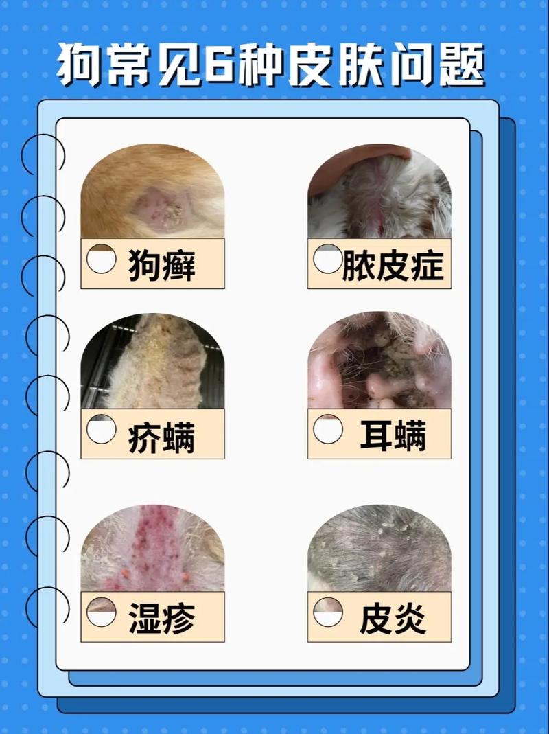 狗狗会得什么病_狗狗得什么病容易致命-第2张图片-后鲨宠物 狗狗会得什么病_狗狗得什么病容易致命-第2张图片-后鲨宠物