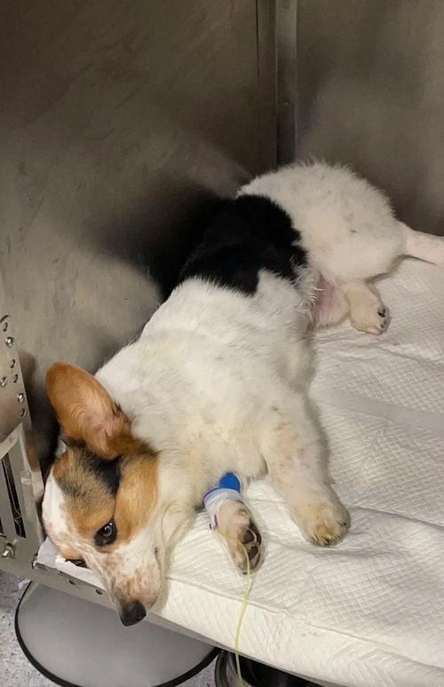 狗狗会得什么病_狗狗得什么病容易致命-第3张图片-后鲨宠物 狗狗会得什么病_狗狗得什么病容易致命-第3张图片-后鲨宠物