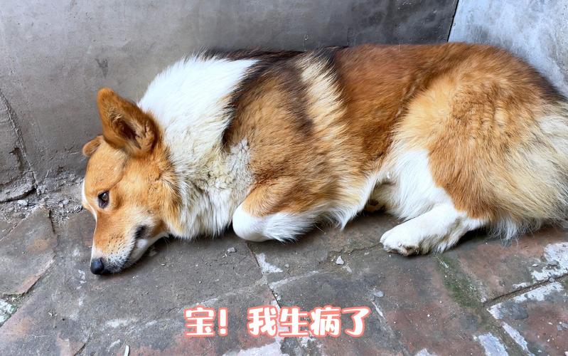 狗狗会得什么病_狗狗得什么病容易致命-第5张图片-后鲨宠物 狗狗会得什么病_狗狗得什么病容易致命-第5张图片-后鲨宠物