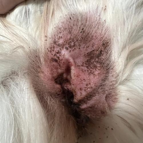 怎么看狗狗有没有耳螨,怎样判断狗狗是否有耳螨-第5张图片-后鲨宠物 怎么看狗狗有没有耳螨,怎样判断狗狗是否有耳螨-第5张图片-后鲨宠物