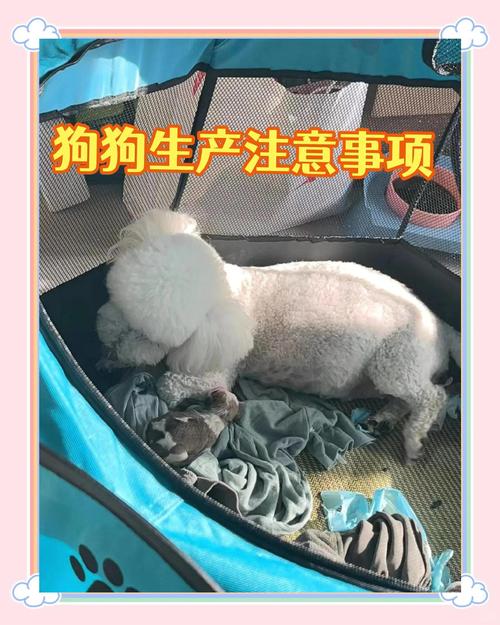怎么判断狗狗生完没有_怎样确认狗狗生完了没-第4张图片-后鲨宠物 怎么判断狗狗生完没有_怎样确认狗狗生完了没-第4张图片-后鲨宠物