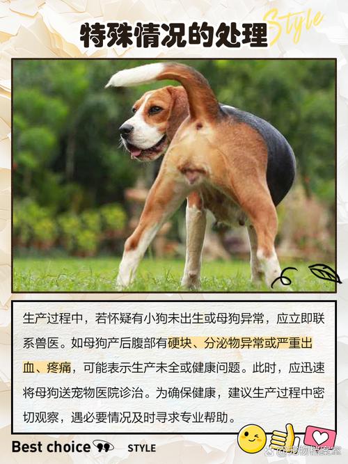怎么判断狗狗生完没有_怎样确认狗狗生完了没-第5张图片-后鲨宠物 怎么判断狗狗生完没有_怎样确认狗狗生完了没-第5张图片-后鲨宠物