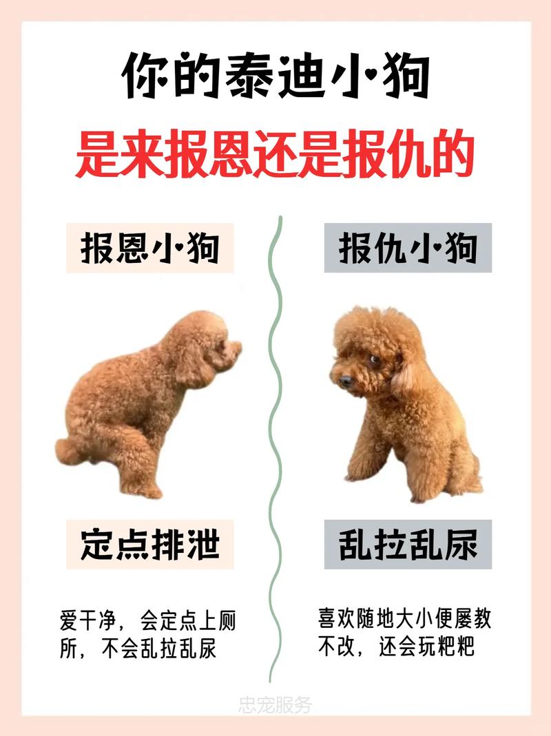 狗狗脾气不好怎么训练_狗狗脾气不好的原因-第2张图片-后鲨宠物 狗狗脾气不好怎么训练_狗狗脾气不好的原因-第2张图片-后鲨宠物