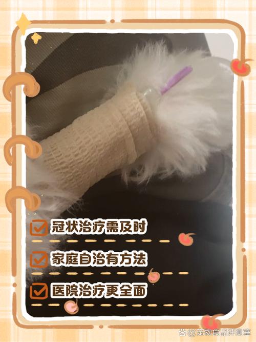 狗狗冠状病毒怎么治疗_幼犬得了冠状能活吗-第4张图片-后鲨宠物 狗狗冠状病毒怎么治疗_幼犬得了冠状能活吗-第4张图片-后鲨宠物