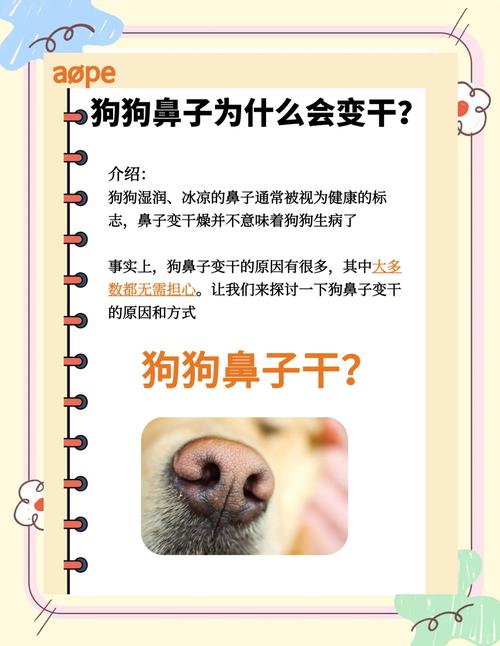 狗狗鼻子干怎么办_狗狗鼻子干最怕三个药-第4张图片-后鲨宠物 狗狗鼻子干怎么办_狗狗鼻子干最怕三个药-第4张图片-后鲨宠物