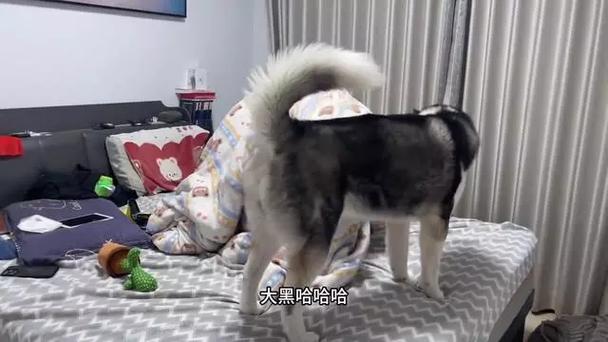 狗狗多大开始发情,发了情的狗狗怎么处理?-第3张图片-后鲨宠物 狗狗多大开始发情,发了情的狗狗怎么处理?-第3张图片-后鲨宠物