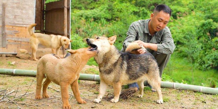 狗狗多大开始发情,发了情的狗狗怎么处理?-第4张图片-后鲨宠物 狗狗多大开始发情,发了情的狗狗怎么处理?-第4张图片-后鲨宠物