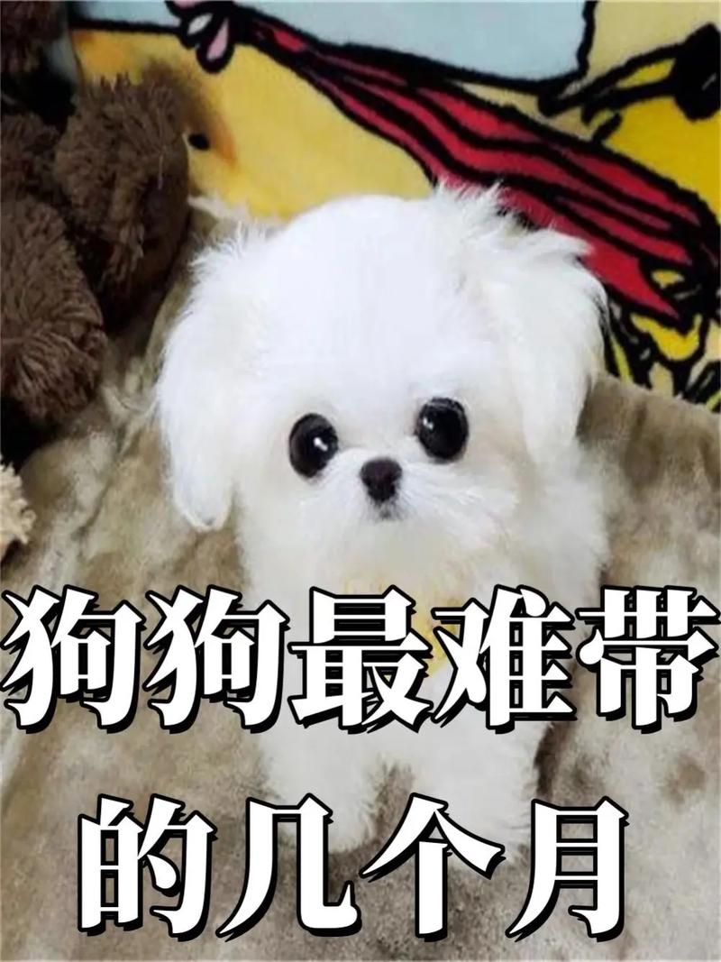 狗狗几个月算成年,狗狗几个月算成年,成年后大小便会减少吗?-第1张图片-后鲨宠物 狗狗几个月算成年,狗狗几个月算成年,成年后大小便会减少吗?-第1张图片-后鲨宠物