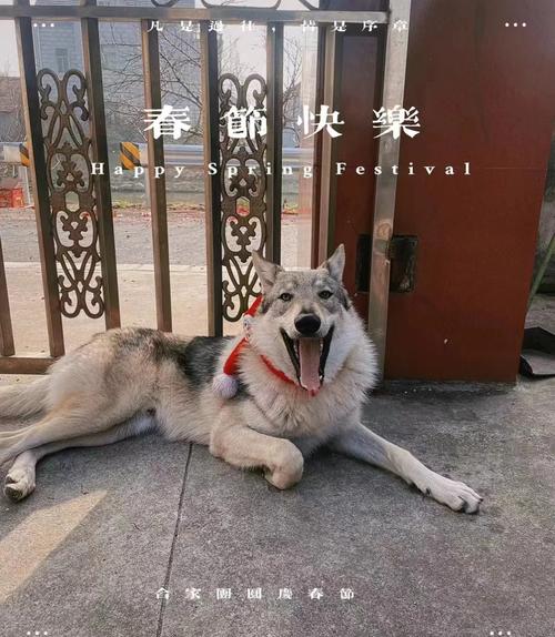 狗狗几个月算成年,狗狗几个月算成年,成年后大小便会减少吗?-第2张图片-后鲨宠物 狗狗几个月算成年,狗狗几个月算成年,成年后大小便会减少吗?-第2张图片-后鲨宠物