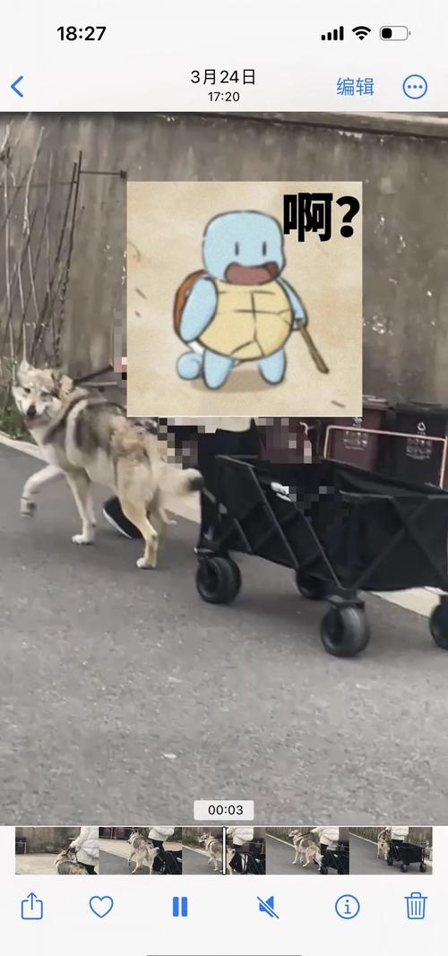 狗狗几个月算成年,狗狗几个月算成年,成年后大小便会减少吗?-第4张图片-后鲨宠物 狗狗几个月算成年,狗狗几个月算成年,成年后大小便会减少吗?-第4张图片-后鲨宠物