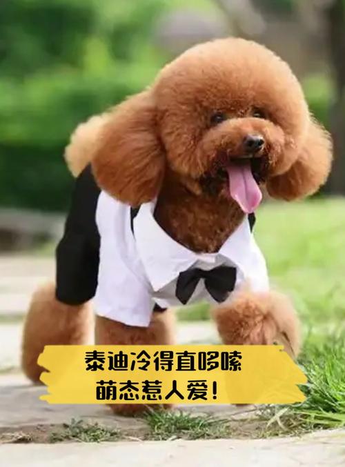 泰迪狗狗怕冷吗_泰迪狗怕冷吗 会冻死吗-第2张图片-后鲨宠物 泰迪狗狗怕冷吗_泰迪狗怕冷吗 会冻死吗-第2张图片-后鲨宠物