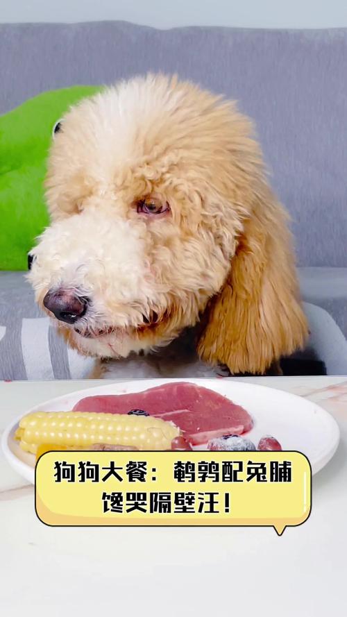 狗狗能吃兔肉吗_狗狗能吃兔肉吗泰迪-第1张图片-后鲨宠物 狗狗能吃兔肉吗_狗狗能吃兔肉吗泰迪-第1张图片-后鲨宠物