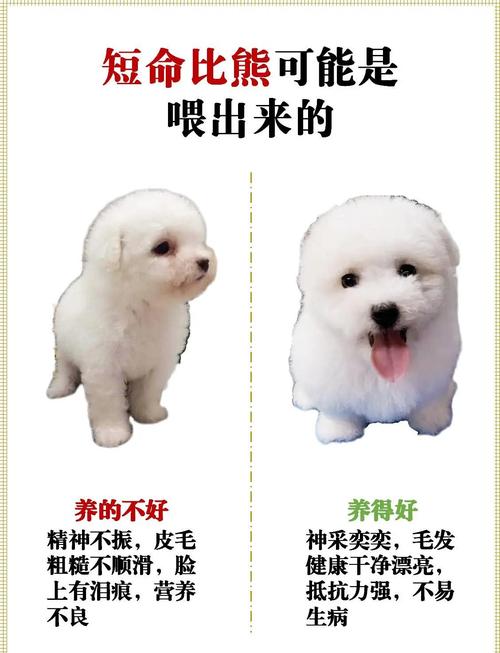 狗狗能吃兔肉吗_狗狗能吃兔肉吗泰迪-第2张图片-后鲨宠物 狗狗能吃兔肉吗_狗狗能吃兔肉吗泰迪-第2张图片-后鲨宠物