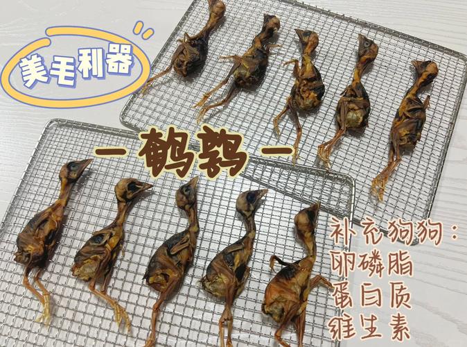 狗狗能吃兔肉吗_狗狗能吃兔肉吗泰迪-第4张图片-后鲨宠物 狗狗能吃兔肉吗_狗狗能吃兔肉吗泰迪-第4张图片-后鲨宠物