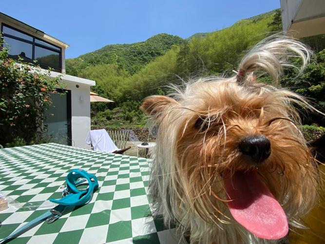 狗狗的品种有哪些,狗狗的品种有哪些 名称-第1张图片-后鲨宠物 狗狗的品种有哪些,狗狗的品种有哪些 名称-第1张图片-后鲨宠物