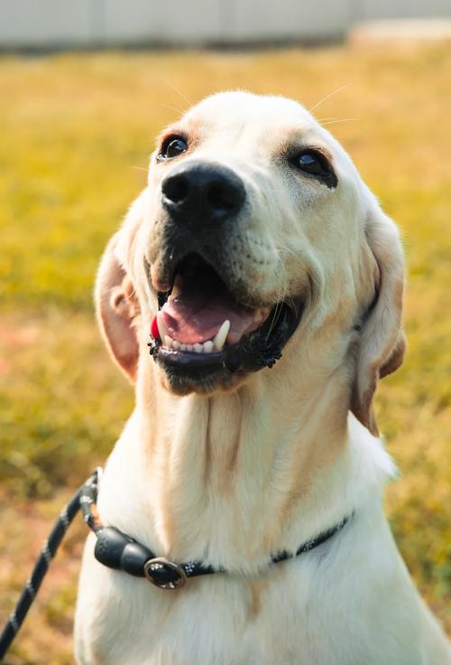 狗狗的品种有哪些,狗狗的品种有哪些 名称-第2张图片-后鲨宠物 狗狗的品种有哪些,狗狗的品种有哪些 名称-第2张图片-后鲨宠物