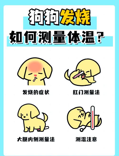 怎么测量狗狗体温_测量狗狗体温的方法-第2张图片-后鲨宠物 怎么测量狗狗体温_测量狗狗体温的方法-第2张图片-后鲨宠物