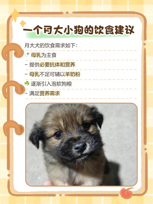 一个月大的狗狗吃什么,一个月的狗狗吃啥健康?-第2张图片-后鲨宠物 一个月大的狗狗吃什么,一个月的狗狗吃啥健康?-第2张图片-后鲨宠物