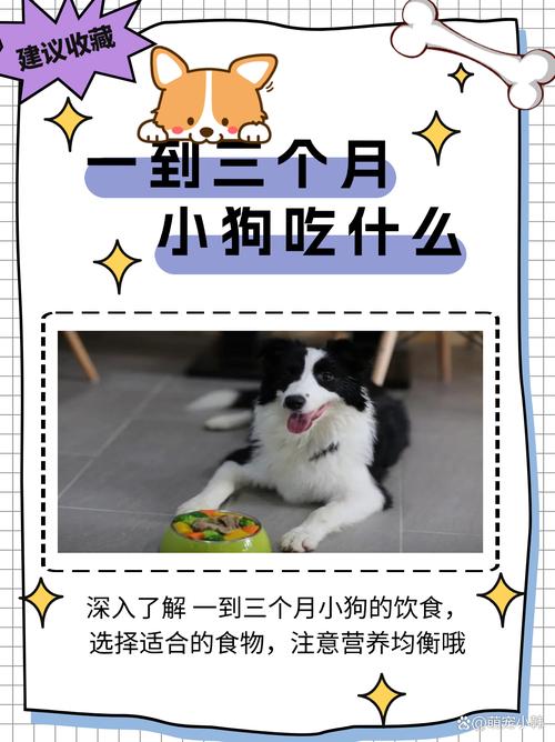 一个月大的狗狗吃什么,一个月的狗狗吃啥健康?-第4张图片-后鲨宠物 一个月大的狗狗吃什么,一个月的狗狗吃啥健康?-第4张图片-后鲨宠物