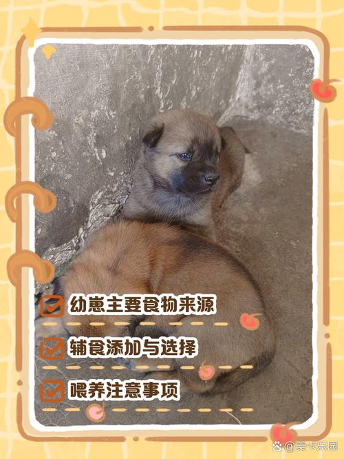 一个月大的狗狗吃什么,一个月的狗狗吃啥健康?-第5张图片-后鲨宠物 一个月大的狗狗吃什么,一个月的狗狗吃啥健康?-第5张图片-后鲨宠物