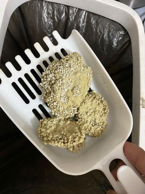 狗狗吃了猫砂怎么办,狗狗吃了猫砂有事吗-第1张图片-后鲨宠物 狗狗吃了猫砂怎么办,狗狗吃了猫砂有事吗-第1张图片-后鲨宠物