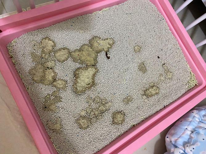 狗狗吃了猫砂怎么办,狗狗吃了猫砂有事吗-第3张图片-后鲨宠物 狗狗吃了猫砂怎么办,狗狗吃了猫砂有事吗-第3张图片-后鲨宠物