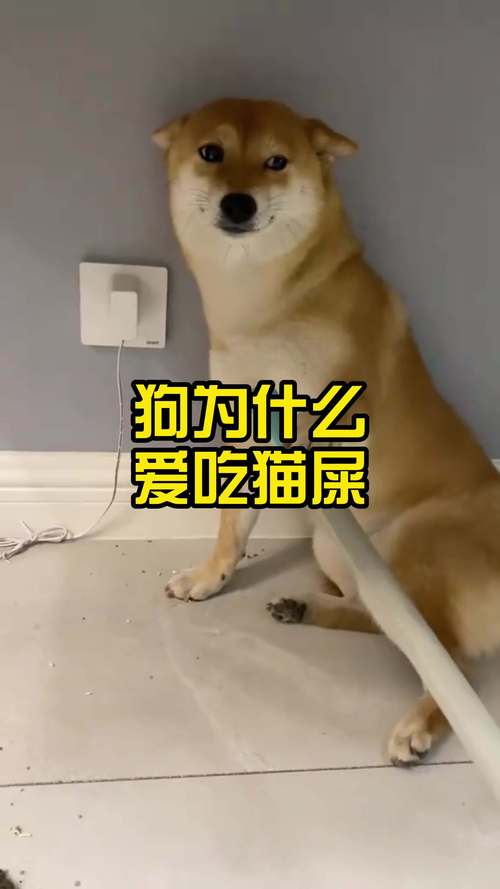 狗狗吃了猫砂怎么办,狗狗吃了猫砂有事吗-第6张图片-后鲨宠物 狗狗吃了猫砂怎么办,狗狗吃了猫砂有事吗-第6张图片-后鲨宠物