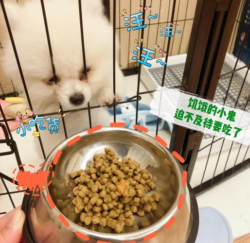 两个月狗狗吃什么,两个月狗狗吃什么狗粮-第2张图片-后鲨宠物 两个月狗狗吃什么,两个月狗狗吃什么狗粮-第2张图片-后鲨宠物