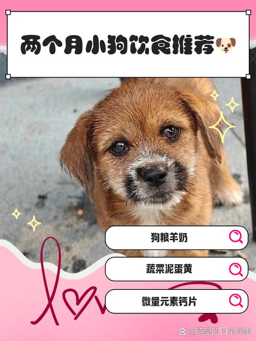 两个月狗狗吃什么,两个月狗狗吃什么狗粮-第5张图片-后鲨宠物 两个月狗狗吃什么,两个月狗狗吃什么狗粮-第5张图片-后鲨宠物