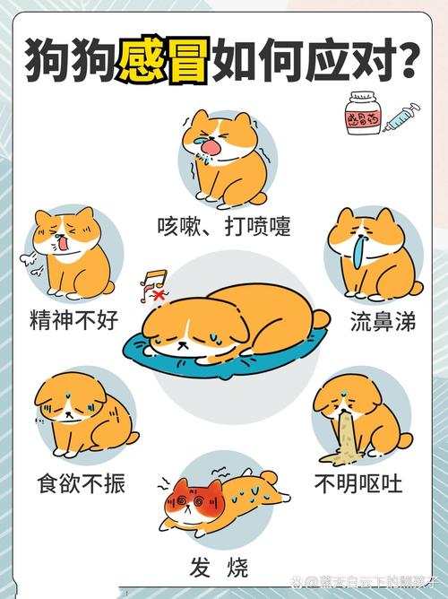 狗狗感冒严重了怎么办,狗狗感冒严重会怎么样?-第3张图片-后鲨宠物 狗狗感冒严重了怎么办,狗狗感冒严重会怎么样?-第3张图片-后鲨宠物