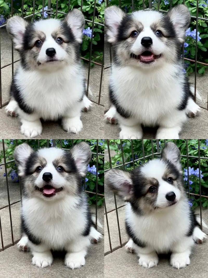 柯基狗狗多少钱_柯基狗狗多少钱一只市场价-第1张图片-后鲨宠物 柯基狗狗多少钱_柯基狗狗多少钱一只市场价-第1张图片-后鲨宠物