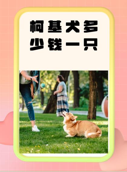 柯基狗狗多少钱_柯基狗狗多少钱一只市场价-第3张图片-后鲨宠物 柯基狗狗多少钱_柯基狗狗多少钱一只市场价-第3张图片-后鲨宠物