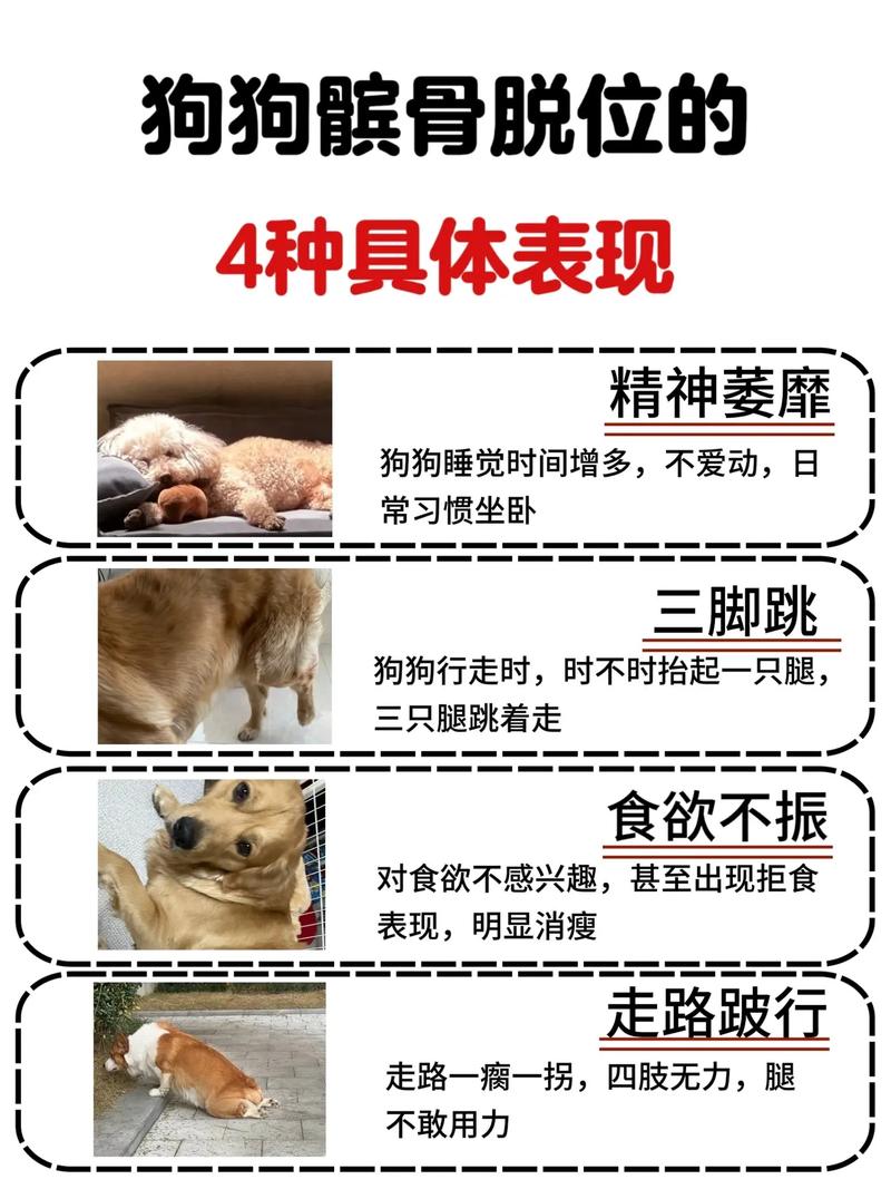 狗狗急性缺钙的症状_狗狗急性缺钙的症状有哪些-第1张图片-后鲨宠物 狗狗急性缺钙的症状_狗狗急性缺钙的症状有哪些-第1张图片-后鲨宠物