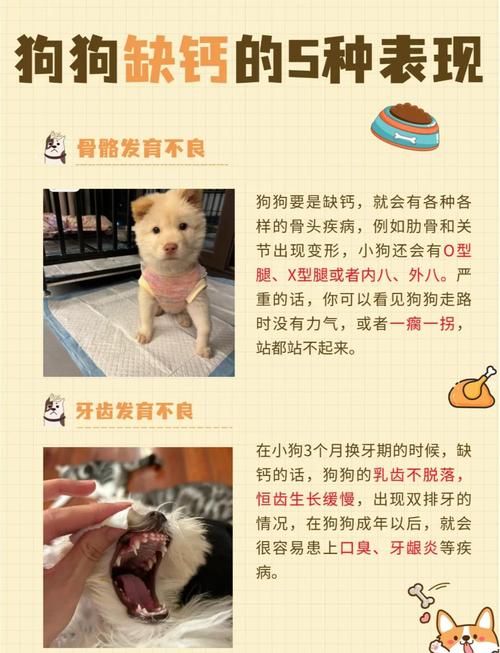 狗狗急性缺钙的症状_狗狗急性缺钙的症状有哪些-第4张图片-后鲨宠物 狗狗急性缺钙的症状_狗狗急性缺钙的症状有哪些-第4张图片-后鲨宠物