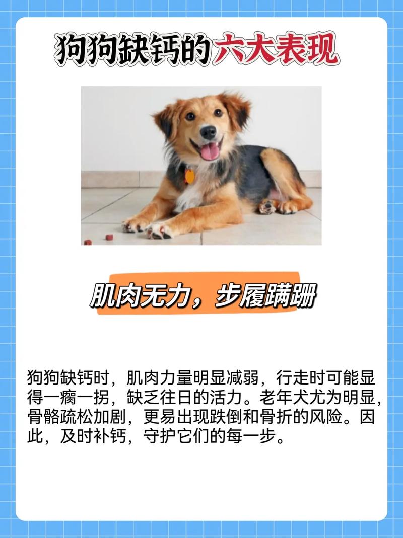 狗狗急性缺钙的症状_狗狗急性缺钙的症状有哪些-第6张图片-后鲨宠物 狗狗急性缺钙的症状_狗狗急性缺钙的症状有哪些-第6张图片-后鲨宠物
