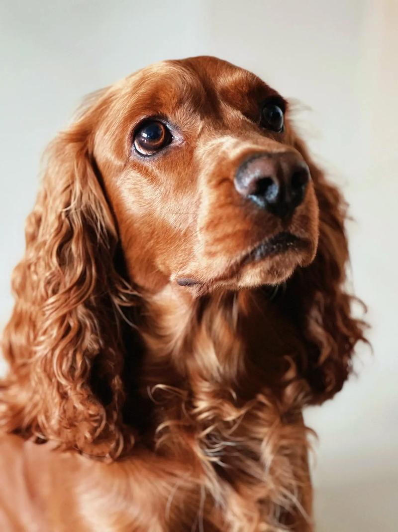 大耳朵狗狗品种名字_大耳朵狗狗品种名字图-第4张图片-后鲨宠物 大耳朵狗狗品种名字_大耳朵狗狗品种名字图-第4张图片-后鲨宠物