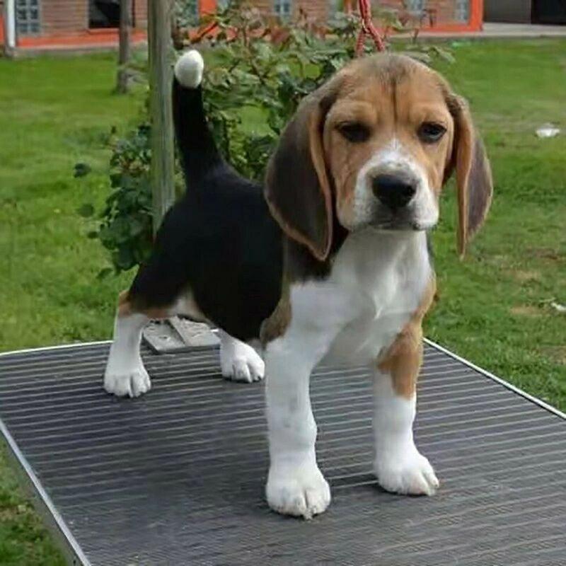 大耳朵狗狗品种名字_大耳朵狗狗品种名字图-第5张图片-后鲨宠物 大耳朵狗狗品种名字_大耳朵狗狗品种名字图-第5张图片-后鲨宠物