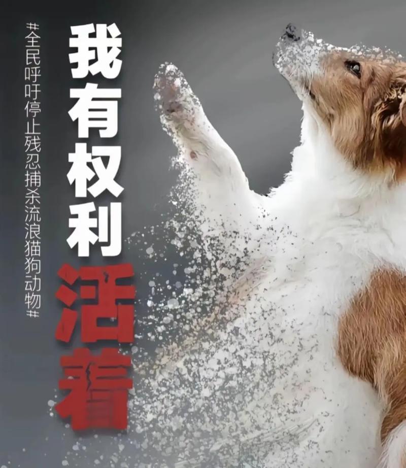 狗狗能吃黄桃吗_狗狗能吃黄桃吗会死吗-第1张图片-后鲨宠物 狗狗能吃黄桃吗_狗狗能吃黄桃吗会死吗-第1张图片-后鲨宠物