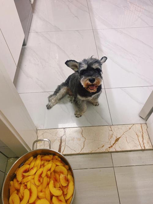 狗狗能吃黄桃吗_狗狗能吃黄桃吗会死吗-第5张图片-后鲨宠物 狗狗能吃黄桃吗_狗狗能吃黄桃吗会死吗-第5张图片-后鲨宠物