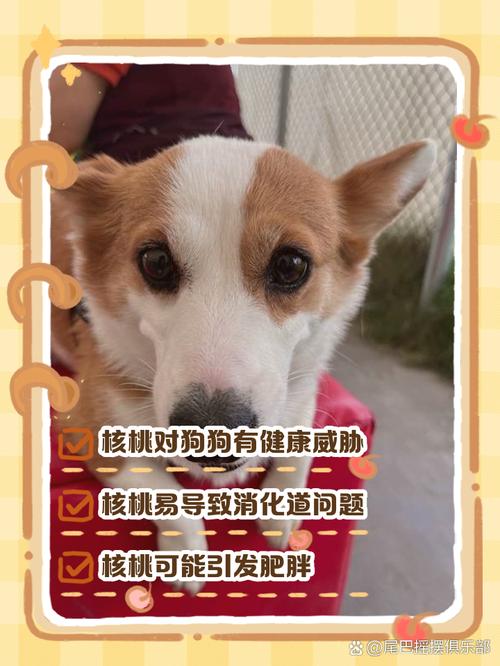 狗狗能吃黄桃吗_狗狗能吃黄桃吗会死吗-第6张图片-后鲨宠物 狗狗能吃黄桃吗_狗狗能吃黄桃吗会死吗-第6张图片-后鲨宠物