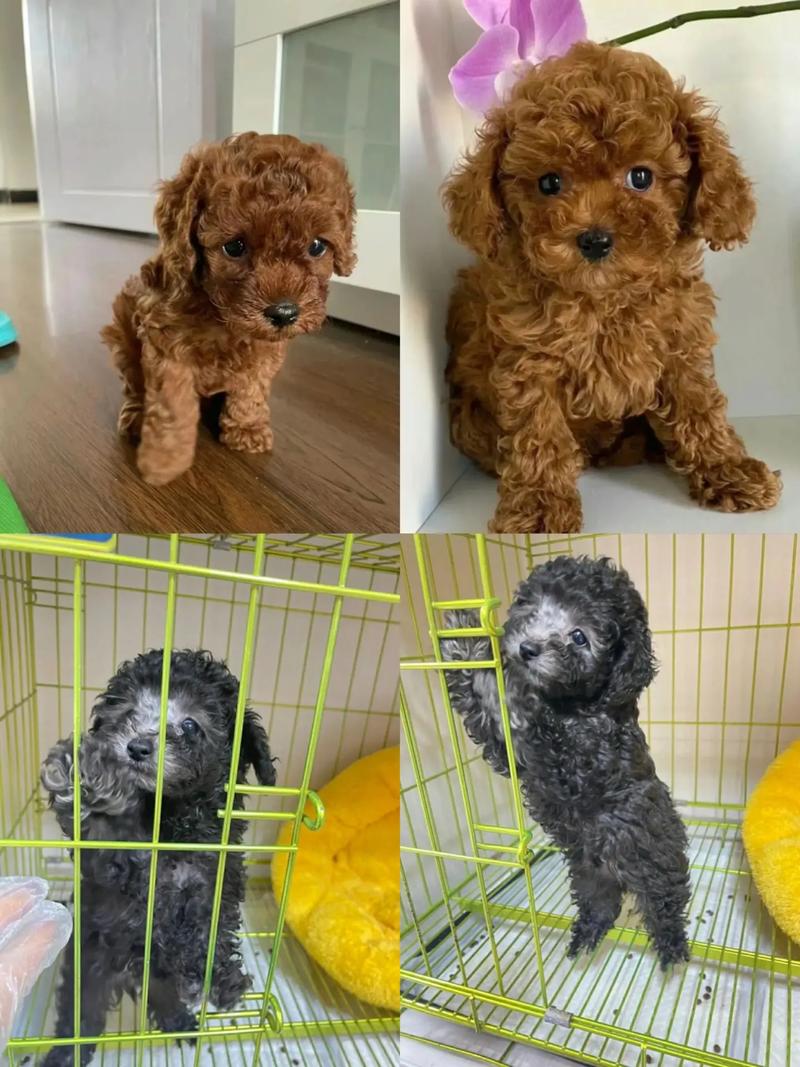 狗狗可以吃牛肉粒吗,狗可以吃牛肉吗??-第4张图片-后鲨宠物 狗狗可以吃牛肉粒吗,狗可以吃牛肉吗??-第4张图片-后鲨宠物