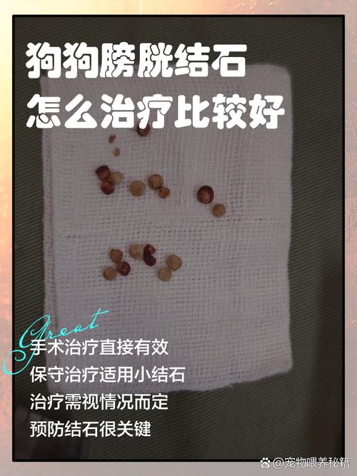 狗狗膀胱结石吃什么药,狗狗膀胱结石吃什么药可以消石-第4张图片-后鲨宠物 狗狗膀胱结石吃什么药,狗狗膀胱结石吃什么药可以消石-第4张图片-后鲨宠物