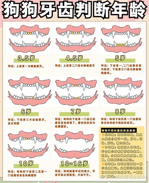 怎样看狗狗的年龄_怎样看狗狗的年龄大小-第3张图片-后鲨宠物 怎样看狗狗的年龄_怎样看狗狗的年龄大小-第3张图片-后鲨宠物