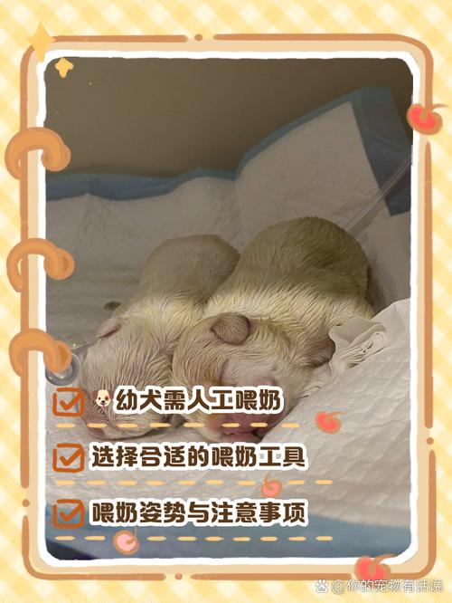狗狗刚出生不会吃奶怎么办_小狗狗出生后不会吃奶是怎么回事?-第1张图片-后鲨宠物 狗狗刚出生不会吃奶怎么办_小狗狗出生后不会吃奶是怎么回事?-第1张图片-后鲨宠物