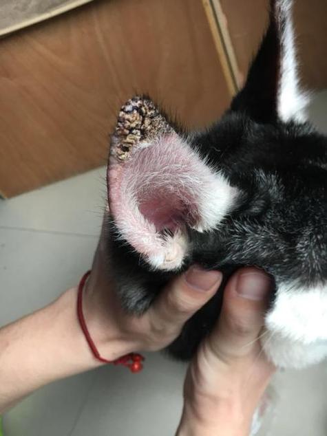 狗狗耳朵结痂擦什么药_狗耳朵边缘有结痂用什么药膏-第1张图片-后鲨宠物 狗狗耳朵结痂擦什么药_狗耳朵边缘有结痂用什么药膏-第1张图片-后鲨宠物